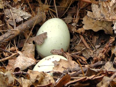 Spring bird nature