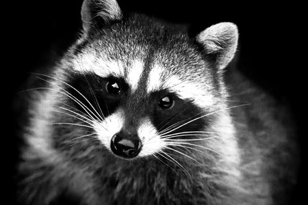 Black and White Portrait of Cute Raccoon photo