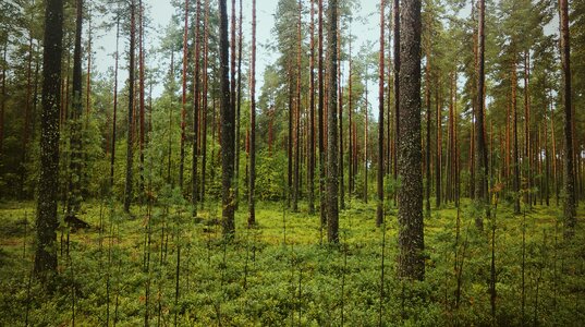 Nature trees landscape photo