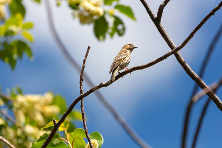 Pine siskin - Spinus pinus photo