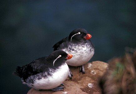 Aethia Cristatella bird close