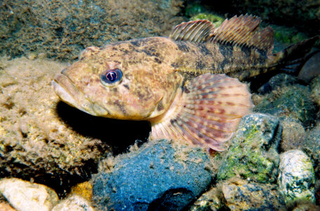 Prickly sculpin
