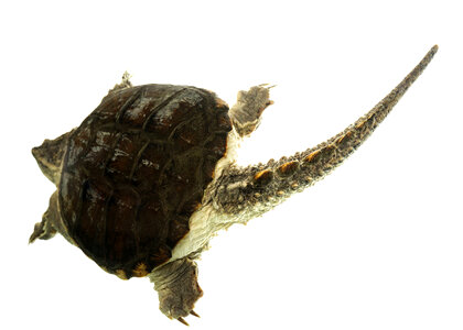 Common snapping turtle-2