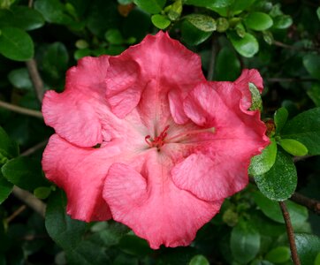 Coral pink open