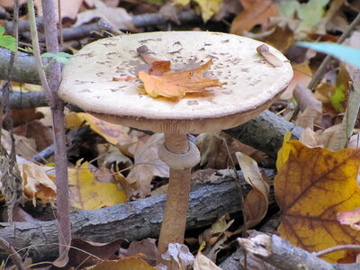 Forest with big edible mushroom photo