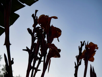 Silhouetted Flowers in Sunset