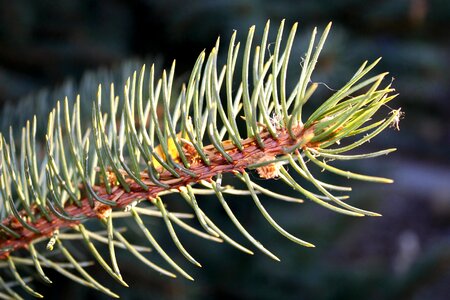 Beautiful Photo branch spruce