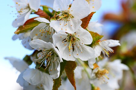 Prunus flower off-white photo