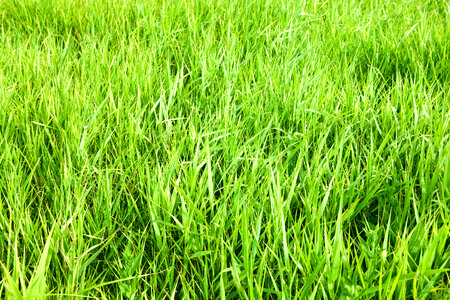 green grass