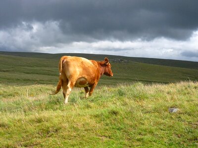 Dartmoor farm animal photo
