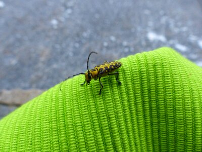 Probe longhorn beetle head bock photo