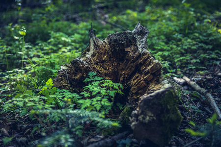 Moss Dead Tree Trunk photo