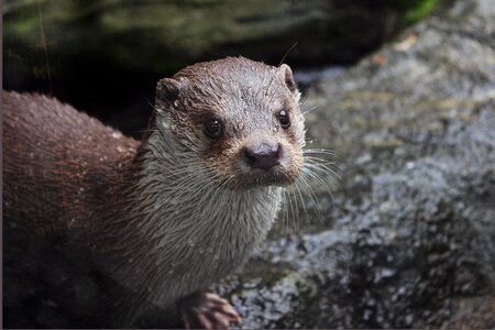 Zoo deep fousky water
