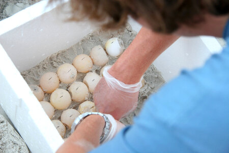 Sea Turtle egg relocation-2 photo