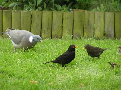 Bird feed photo