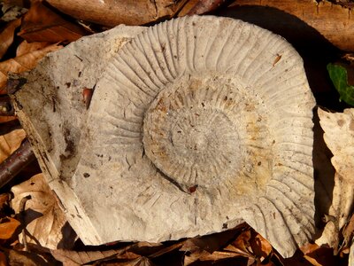 Limestone ammonit fossil photo