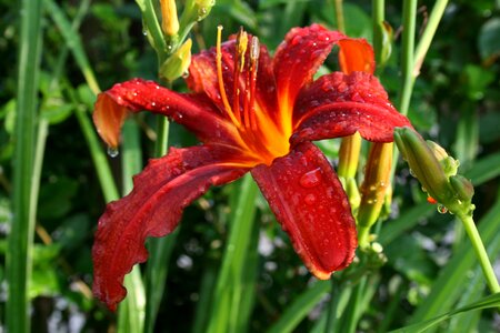 Daylily perennial garden plant