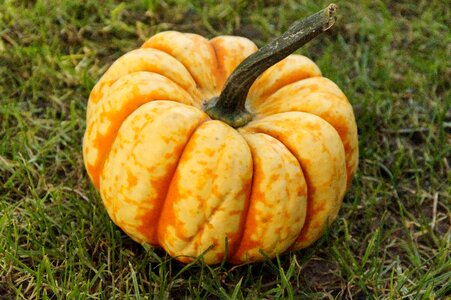 Gourd autumn october