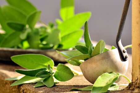 Diet food leaf