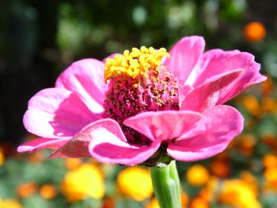 Nature beautiful flower pink flower photo