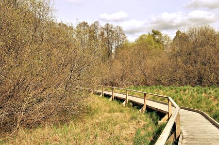 Countryside forest grass plants