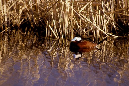 Duck Oxyura jamaicensis 