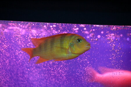 Purple Pink Waters Fish photo