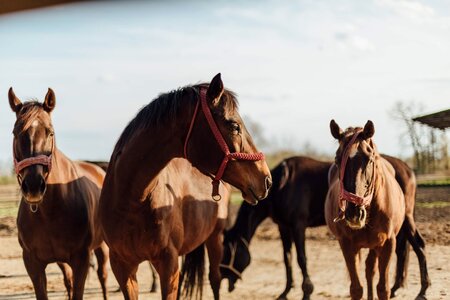 Equine horses mustang