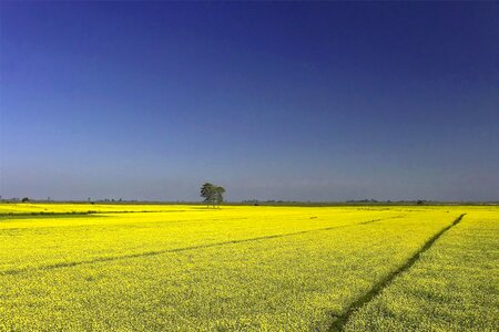 Yellow blue landscape