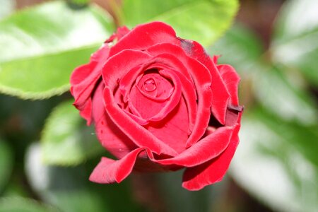 Red rose love romance photo