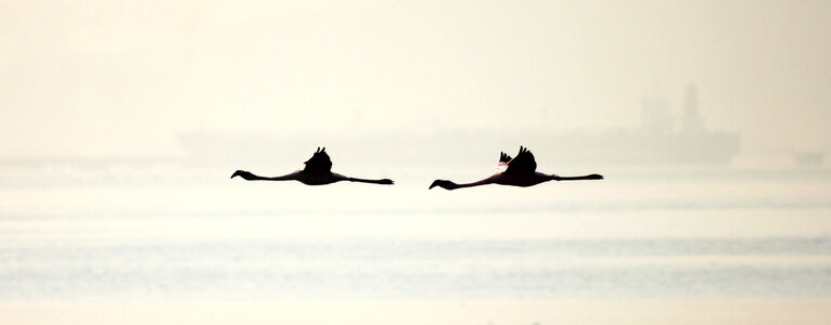 Flamingo Birds photo