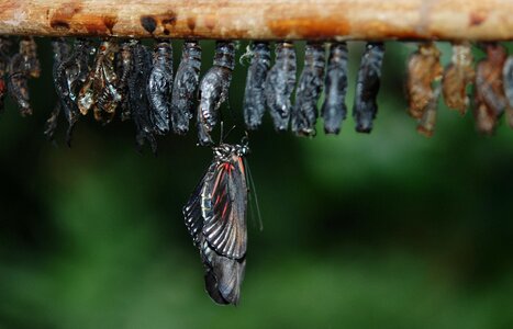 Wildlife bug bright