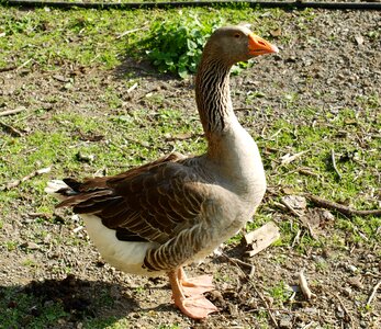 Bird poultry domestic goose photo