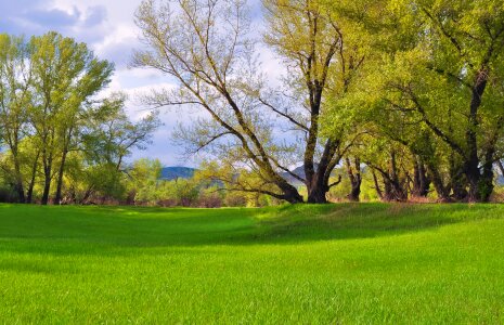 Summer meadow environment photo