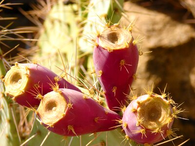 Red fruit thorny flower