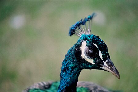 Bird peacock photo