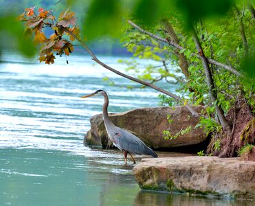Wildlife nature water