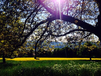 Tree oilseed rape zollikon photo