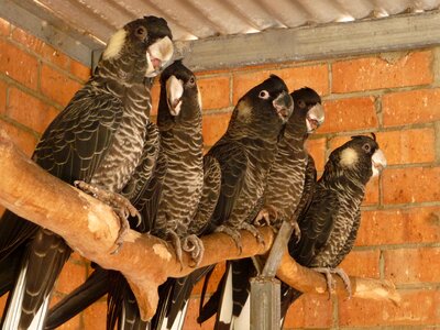 Wildlife wings nature photo