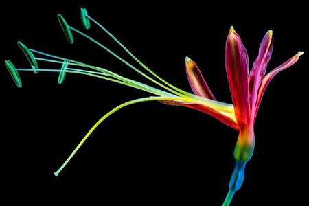 Colorful color exotic