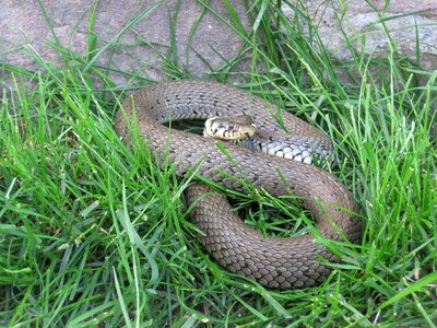 Animal biology brown