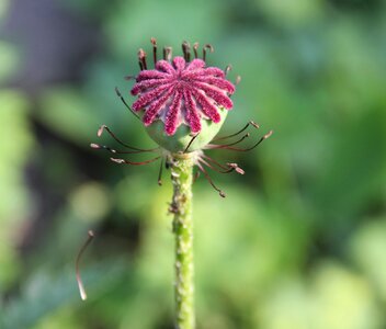 Bloom poppy faded photo