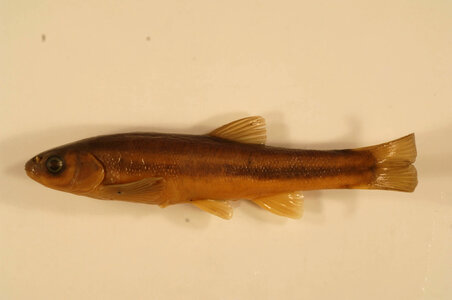 Chrosomus neogaeus