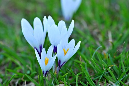 Spring flowers signs of spring early bloomer photo