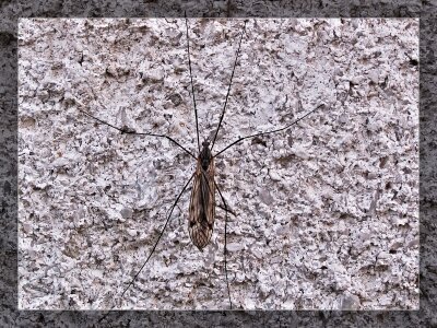 Macro structure midge