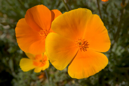 Mexican poppies-1