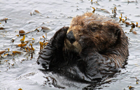 Southern Sea otter settling in for a nap