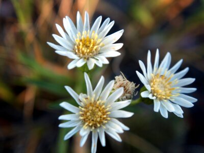 White Prairie Aster