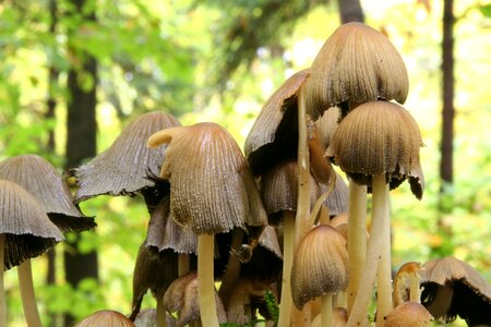 Autumn forest mushrooms
