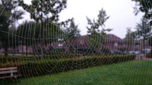 Insect web nature photo